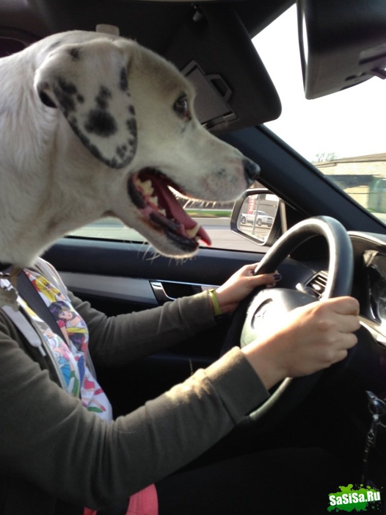 Смешные собаки за рулем