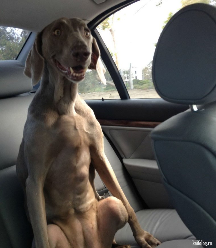 Смешная собака в машине