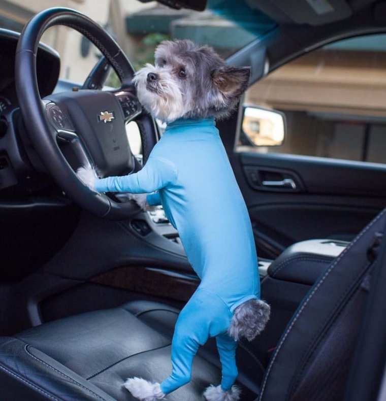 Собака за рулем прикол