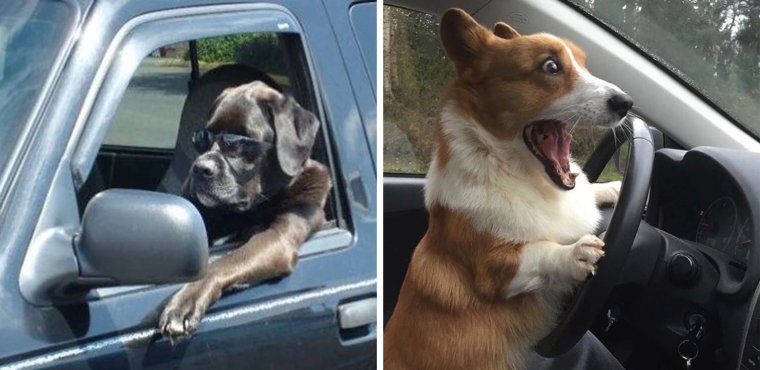 Собака за рулем