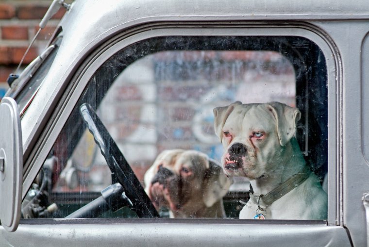 Автоприколы с животными