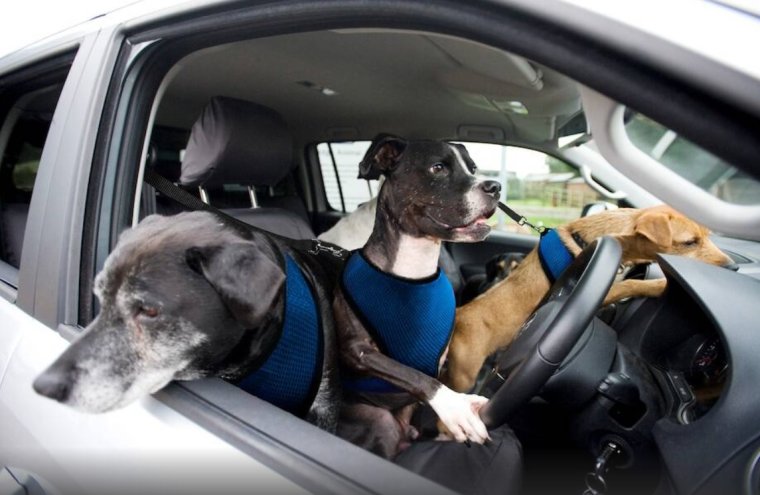 Пес за рулем