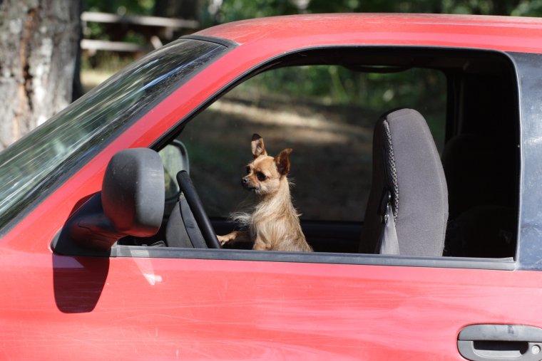 Собака за рулем авто