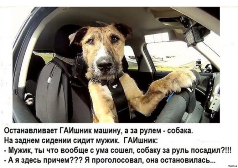 Собака за рулем прикол