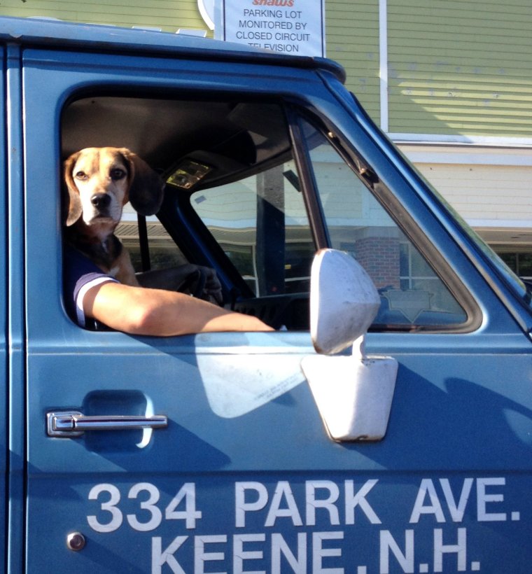 Собака водитель