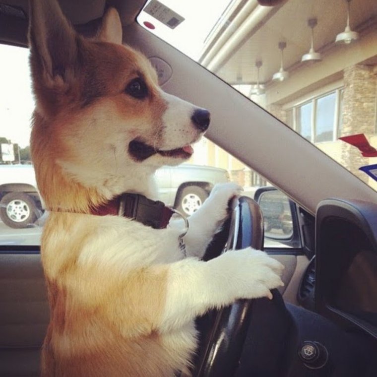 Корги за рулем