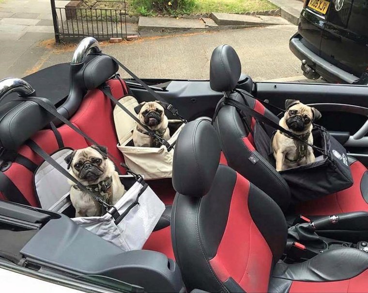 Собака в кабриолете