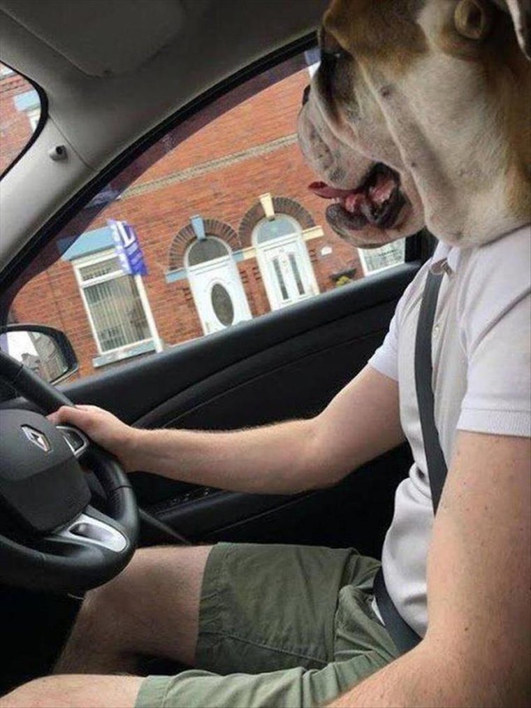 Собака водитель