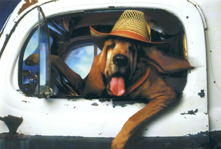 Собака за рулем грузовика