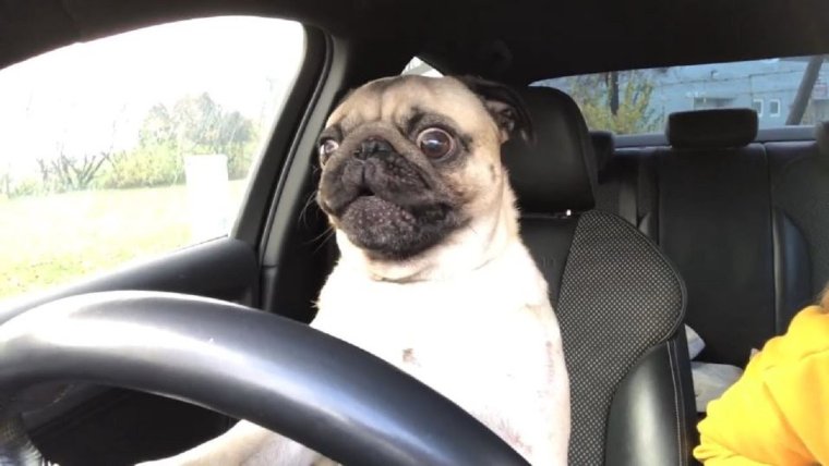 Мопс за рулем
