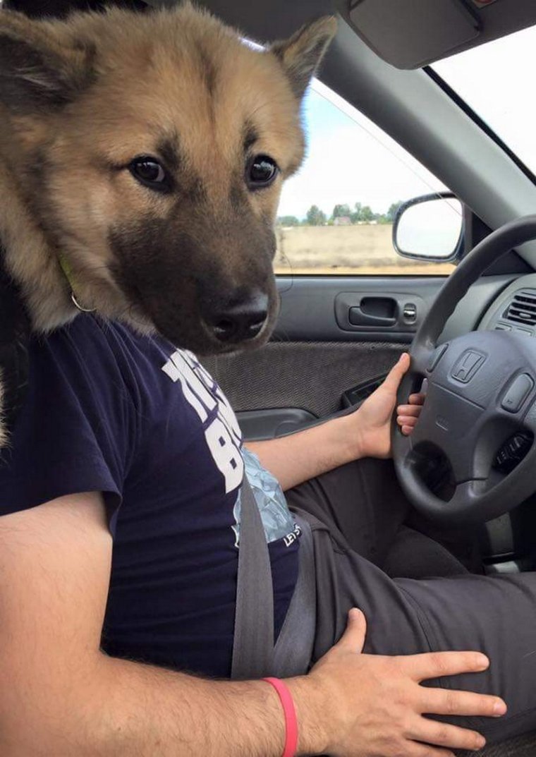 Псина за рулём