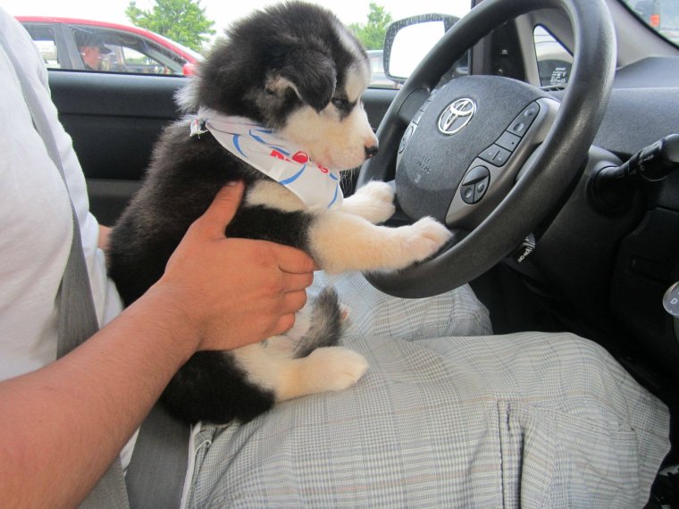 Девушка в белом и собака за рулем