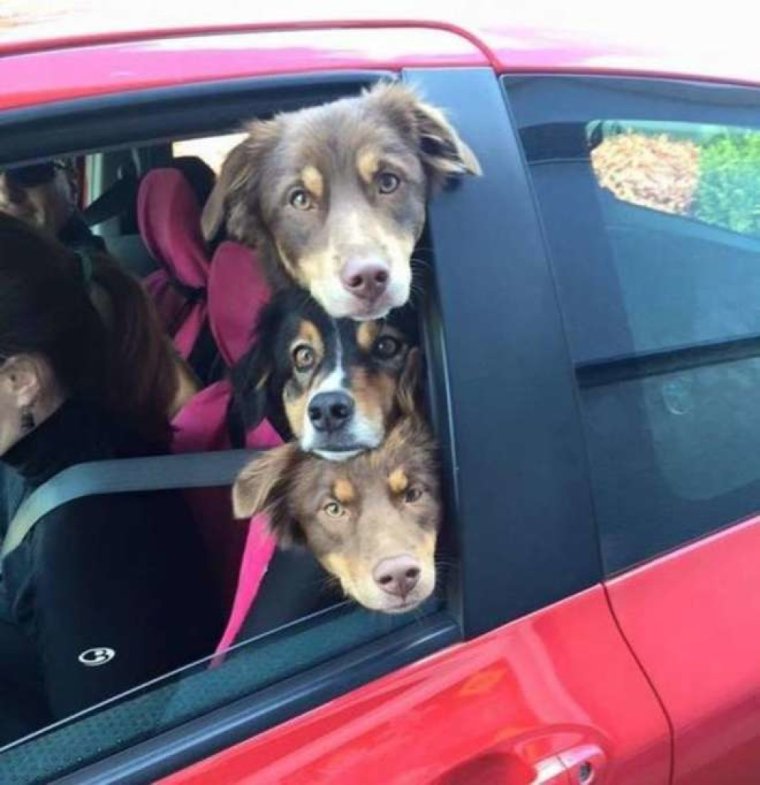 Смешные животные в машине