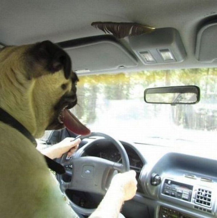 Собака за рулем такси