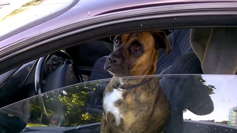 Пес за рулем