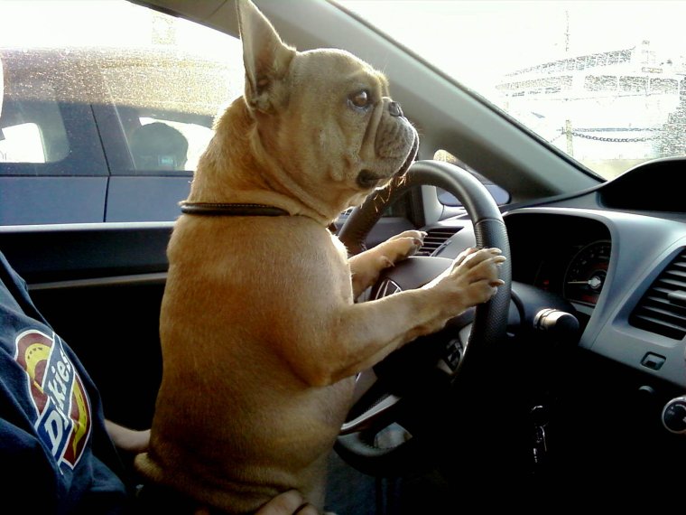Пес за рулем