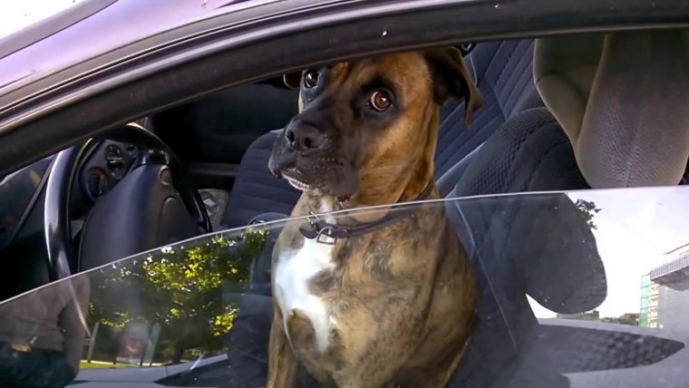 Собака водитель