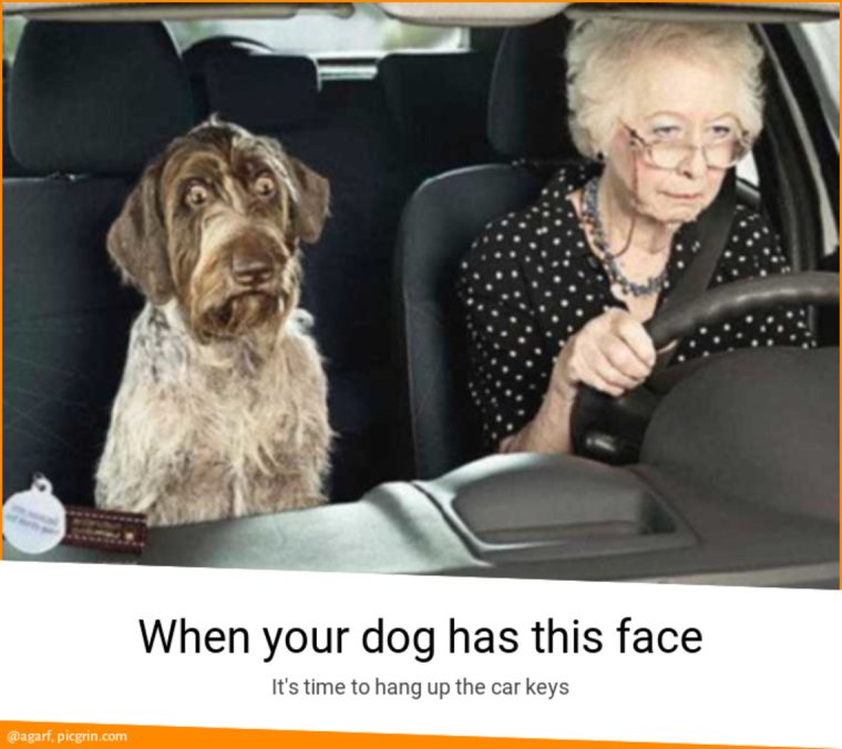 Бабушка с собакой в машине