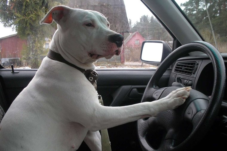 Питбуль за рулем