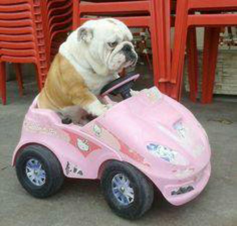 Милые машины