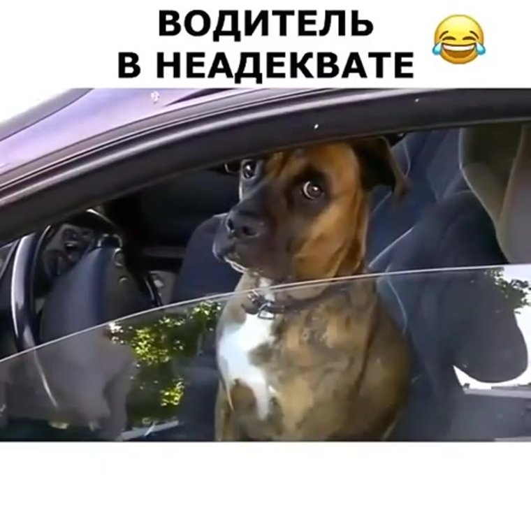 Собака за рулем Мем