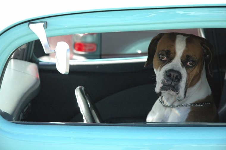 Собака за рулем