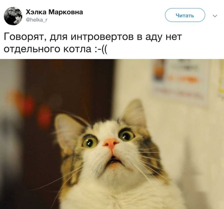 Кот интроверт