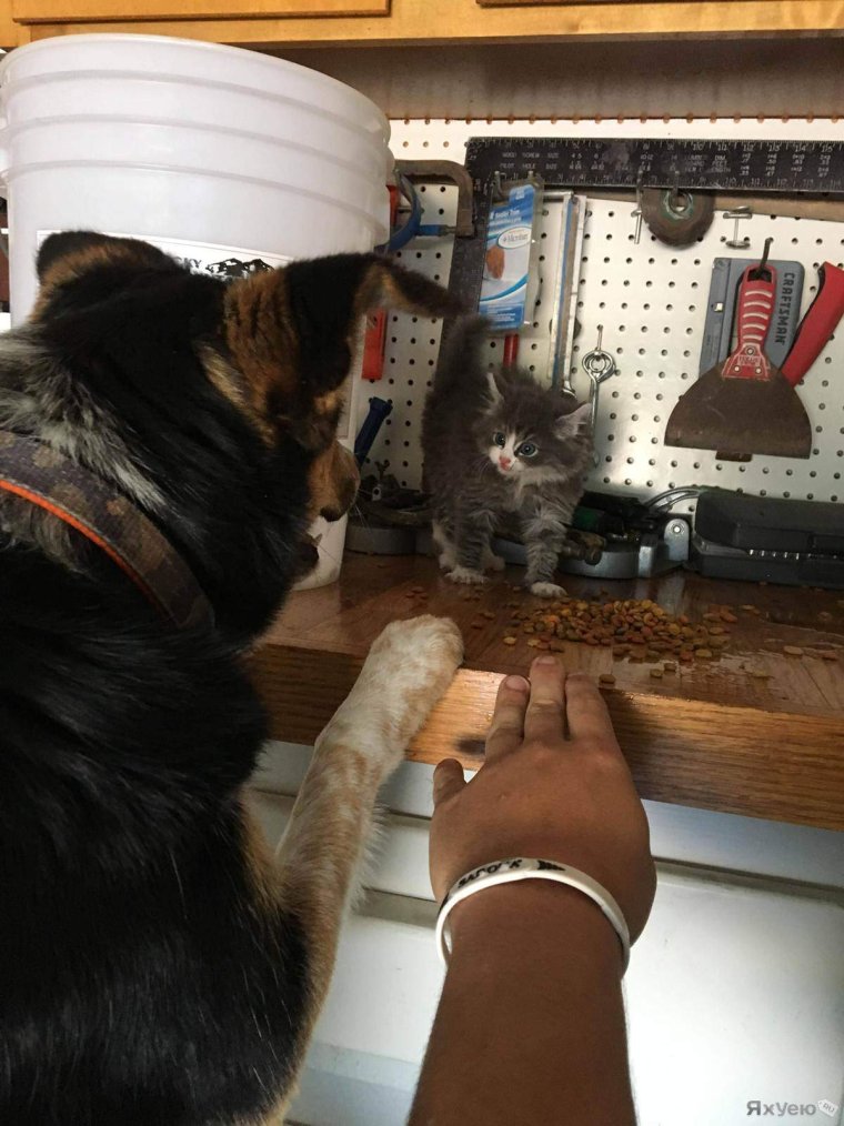 ЖКО фото прикол