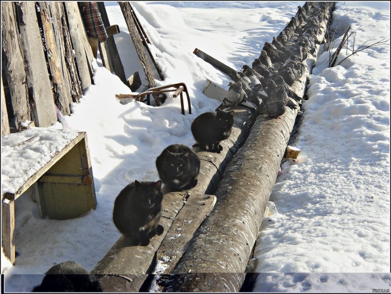 Кот на теплотрассе