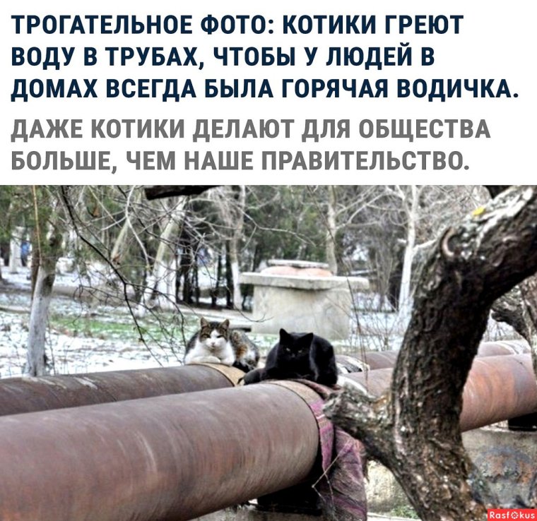 Котики на теплотрассе