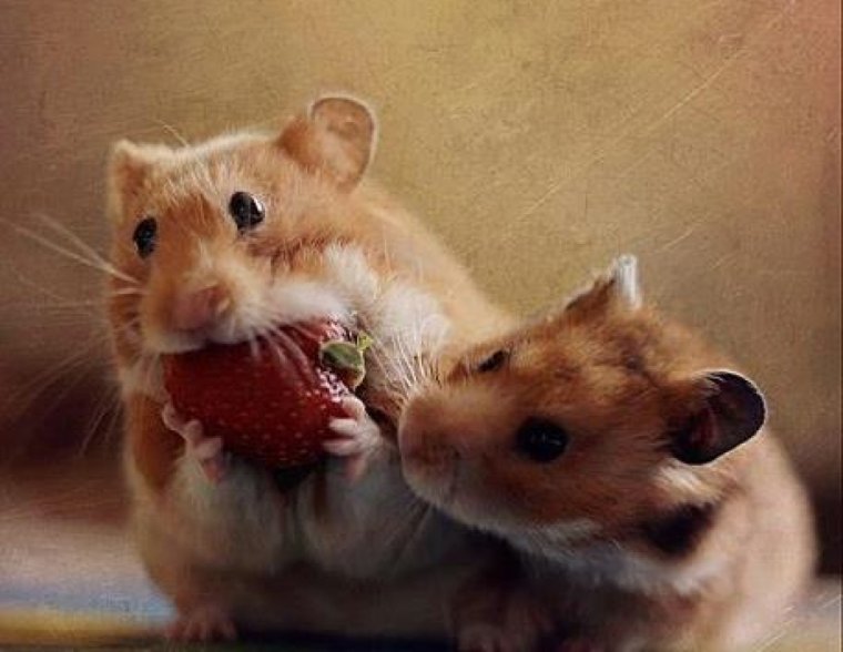 Влюбленные хомячок