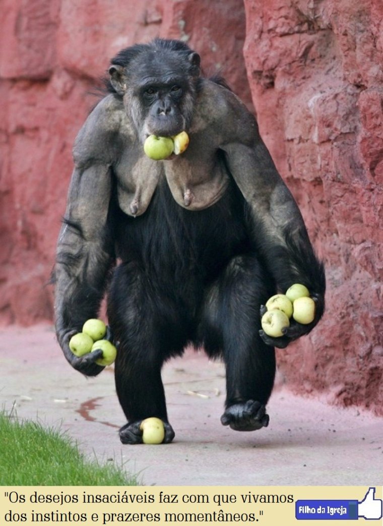 Обезьяна демотиватор