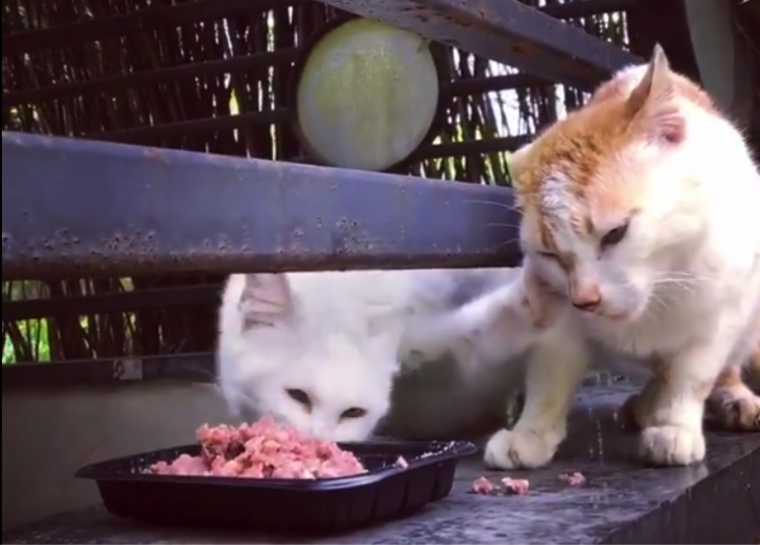 Смешные приколы про кошек