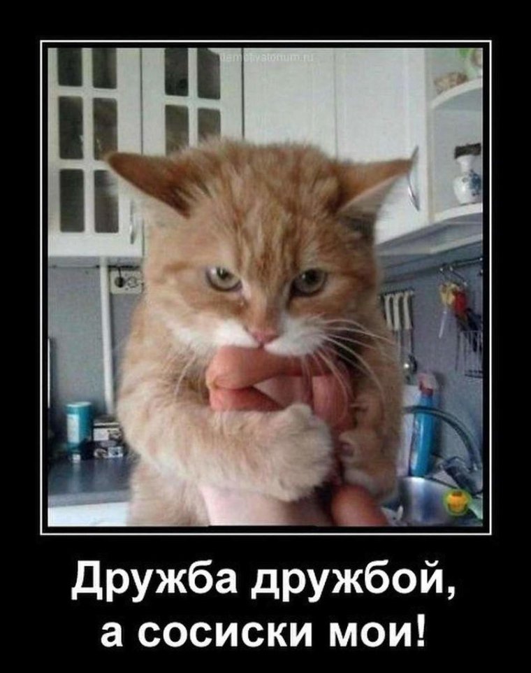 Тайские котята персиковые