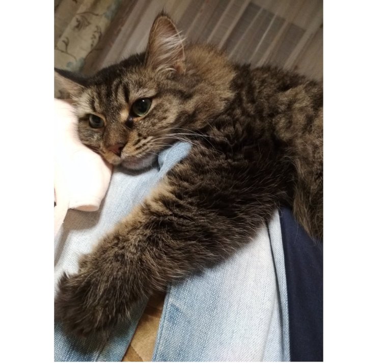 Кот жадина фото