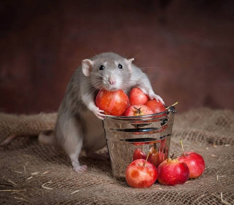 Смешные мышки