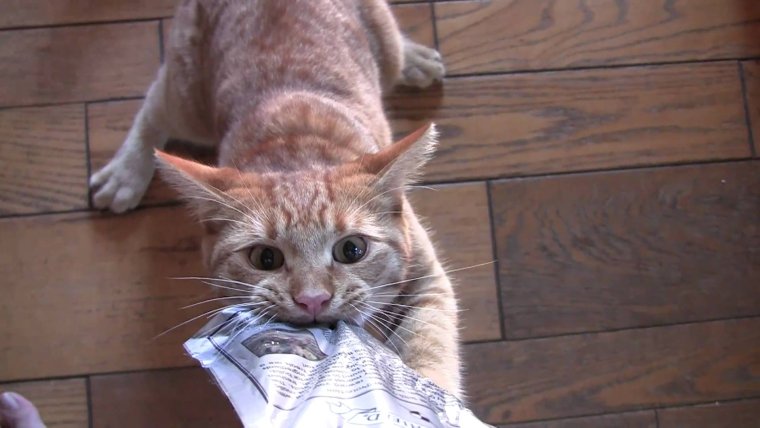 Хозяин жадина