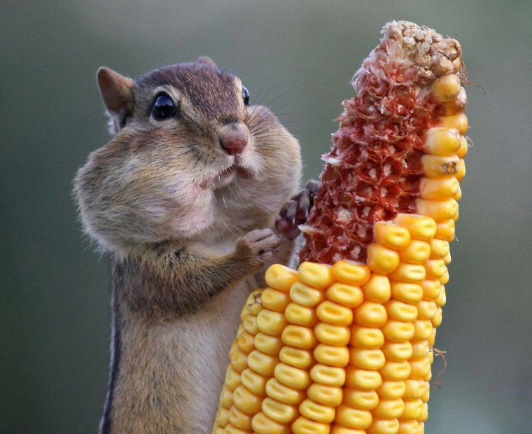 Кот с мороженым