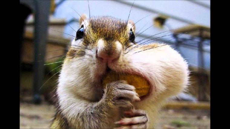 Прикольный хомяк