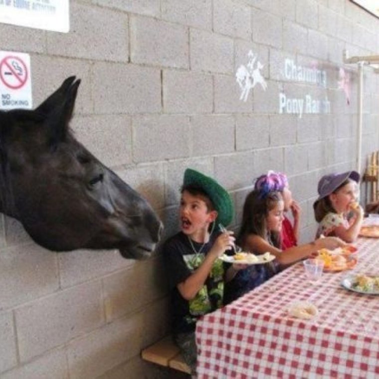 Кот жадина фото