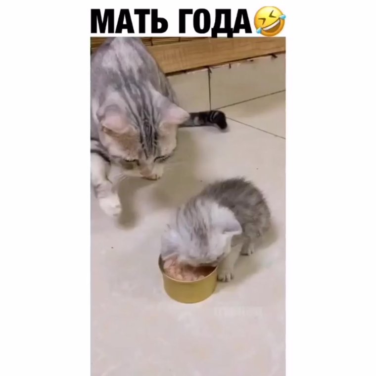 Веселая собака канон