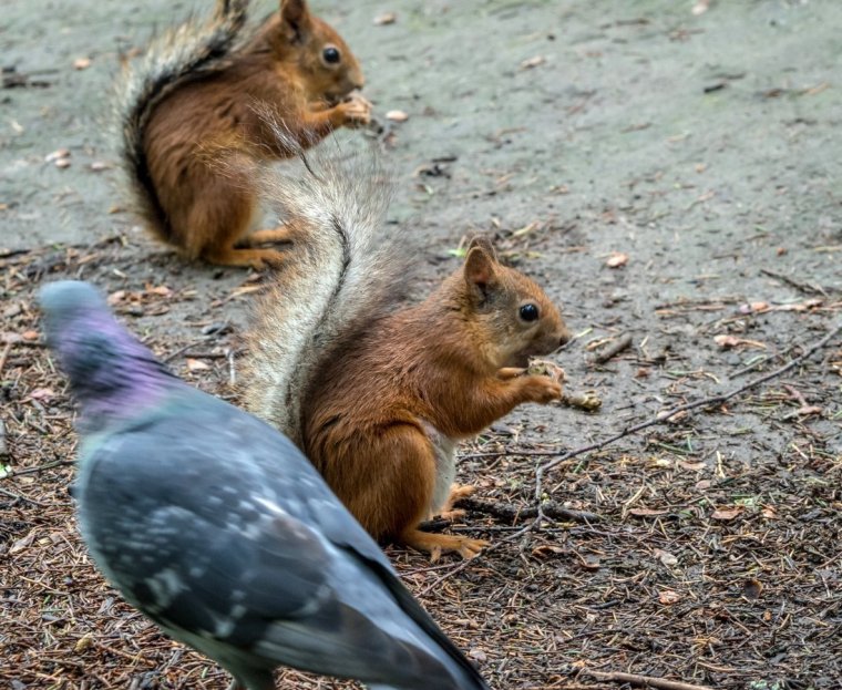 Жадина животное