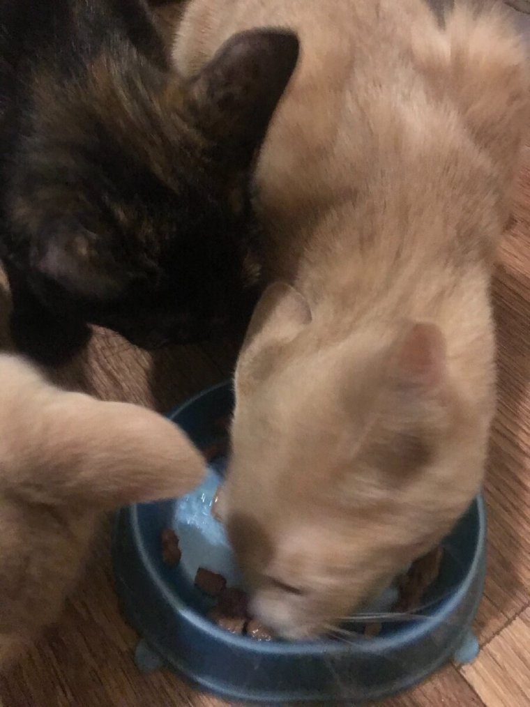 Алчность карикатура