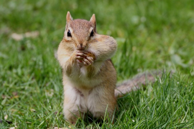 Картинка ешь с жадностью