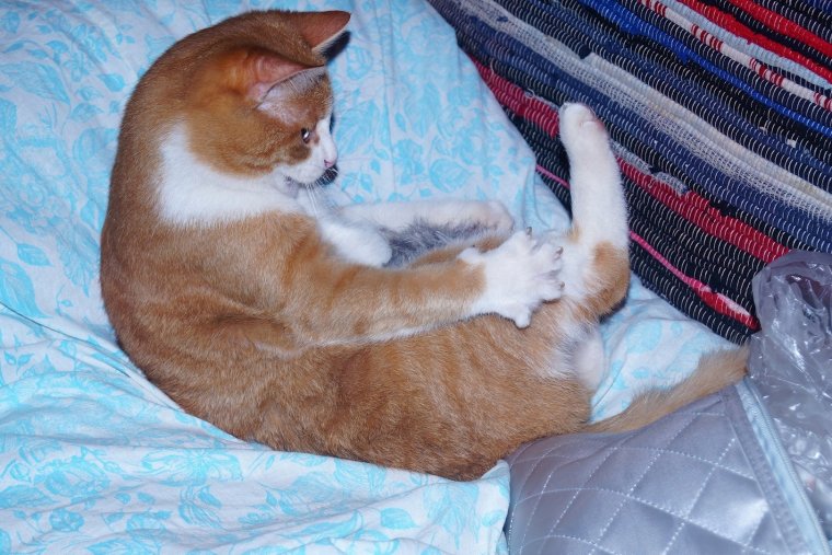 Панда с мячиком