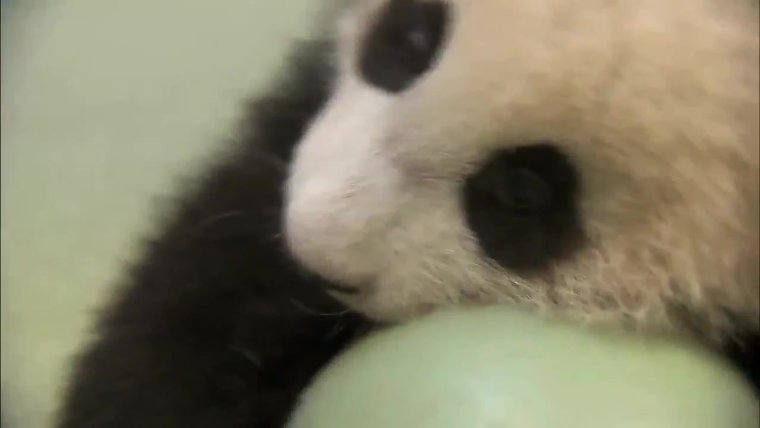 Ах эти забавные животные