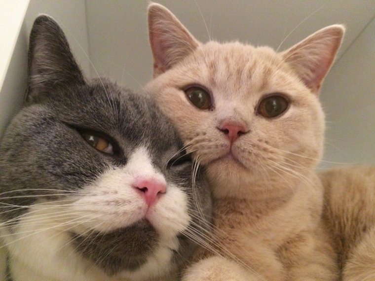 Жадина с говядиной котенок