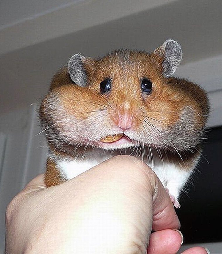 Голодный рыжий кот