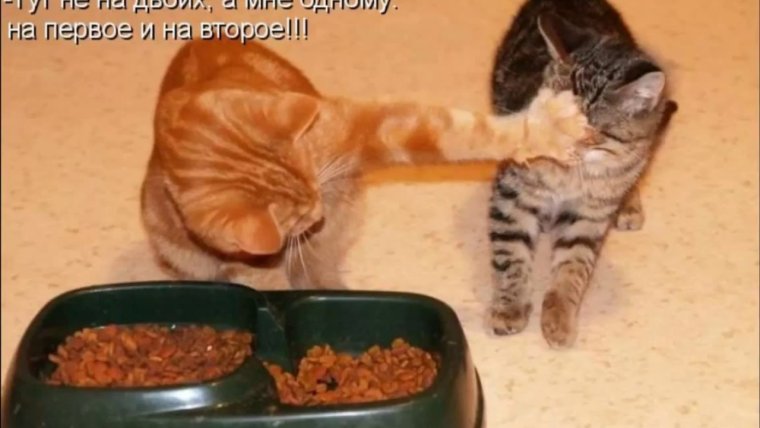 Жадная девочка