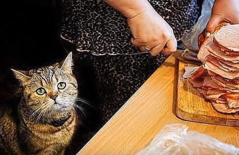 Жадность кота